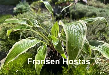 Hosta Kim She